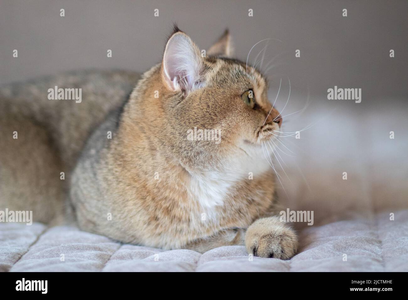 Green - occhio British Shortair Golden Chinchilla NY25 Foto Stock