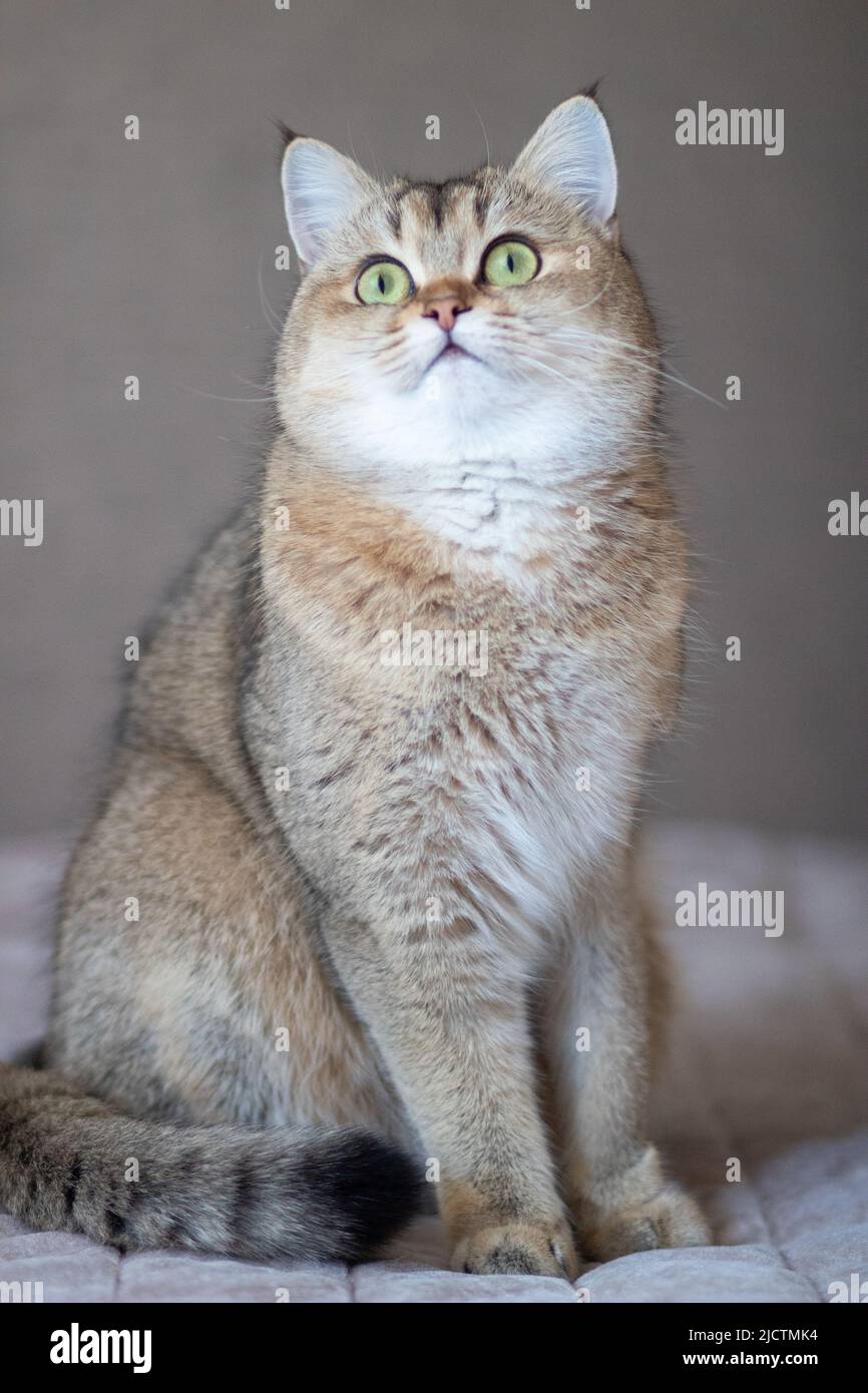 Green - occhio British Shortair Golden Chinchilla NY25 Foto Stock