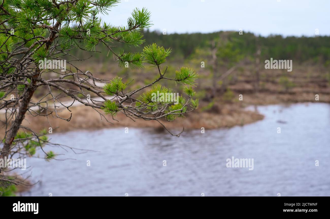 Un sentiero in legno nel Parco Nazionale Soomaa in Estonia tra la foresta e paludi in una giornata limpida Foto Stock