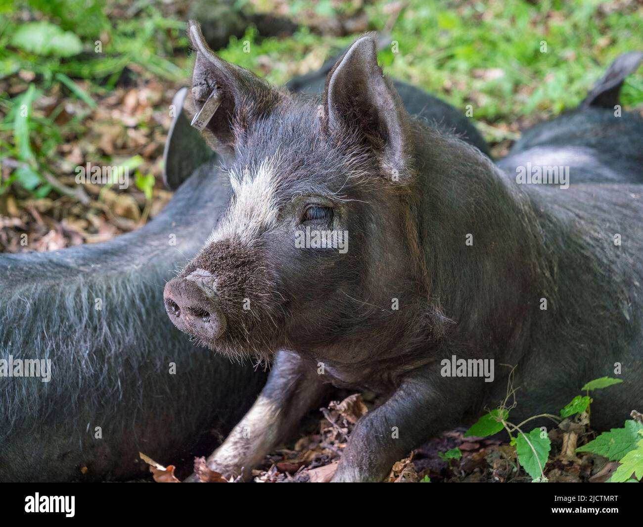 Primo piano di un maialino grigio/nero (forse un Berkshire) a Dorset, Regno Unito. Foto Stock