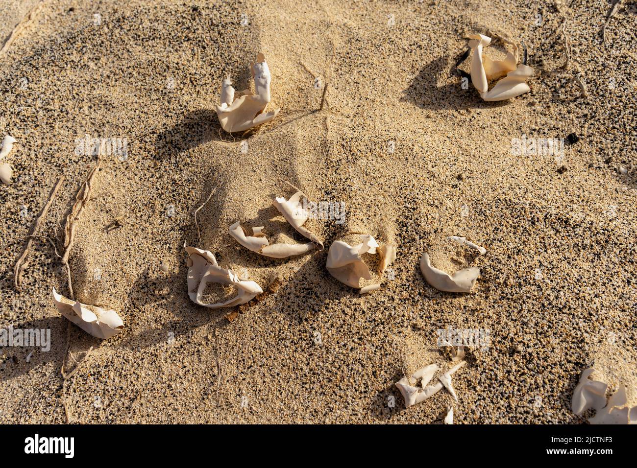 Tartarughe uova sulla spiaggia Foto Stock