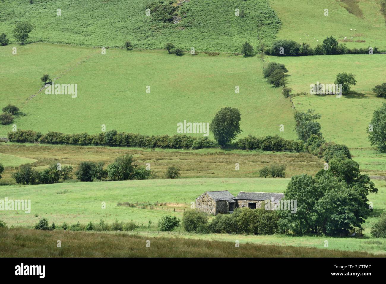 Northumberland, Inghilterra paese che coltiva pecore Foto Stock