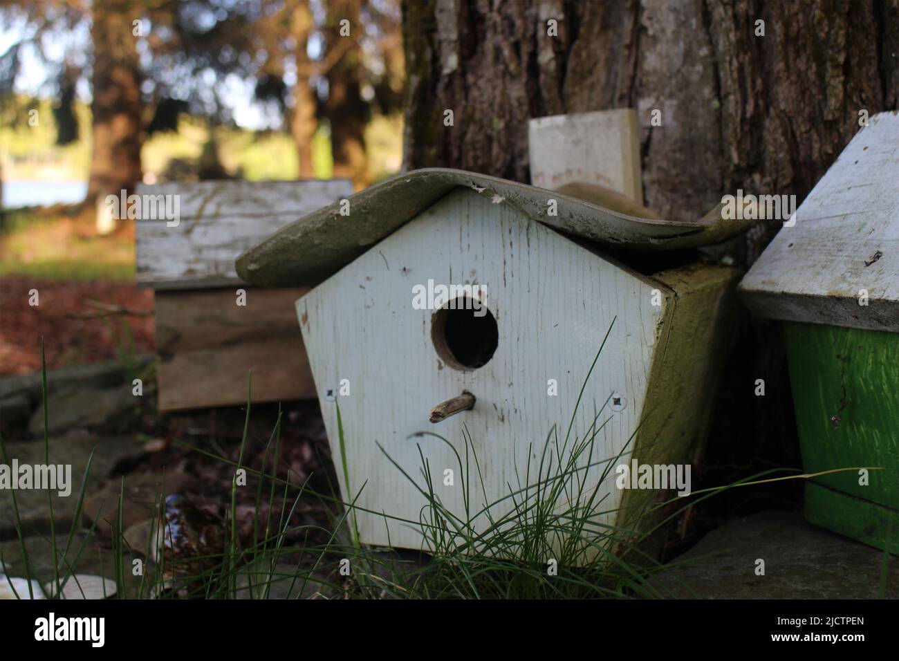 bird house nel lago Foto Stock