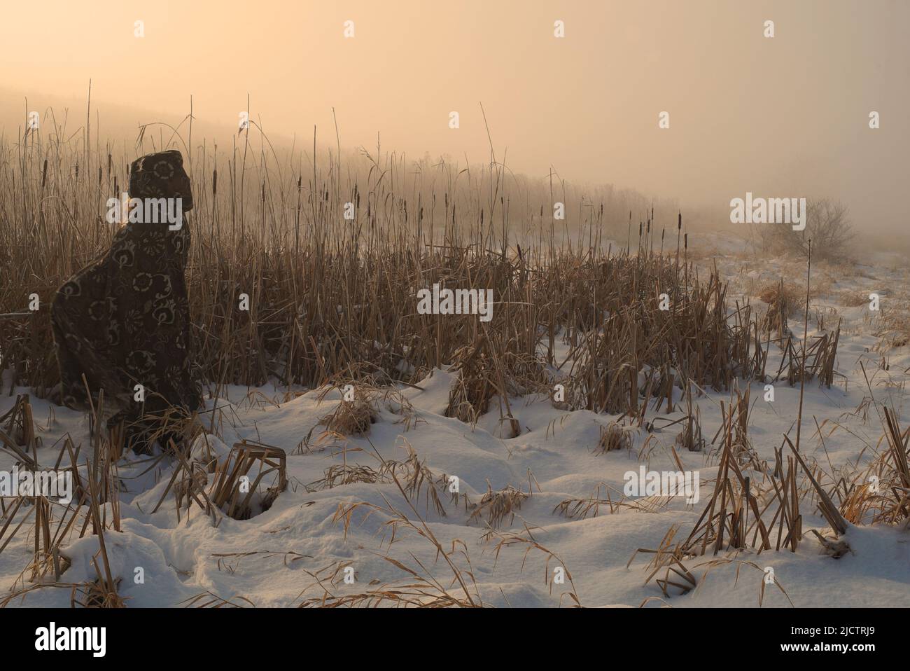 La strega verde in mantello medievale saluta una mattina invernale molto nebbiosa. Foto Stock