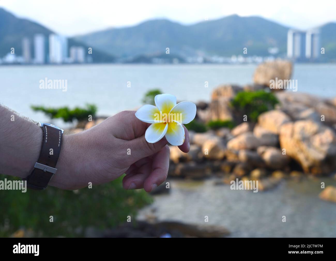 Una mano che tiene fiore bianco della plumeria Foto Stock