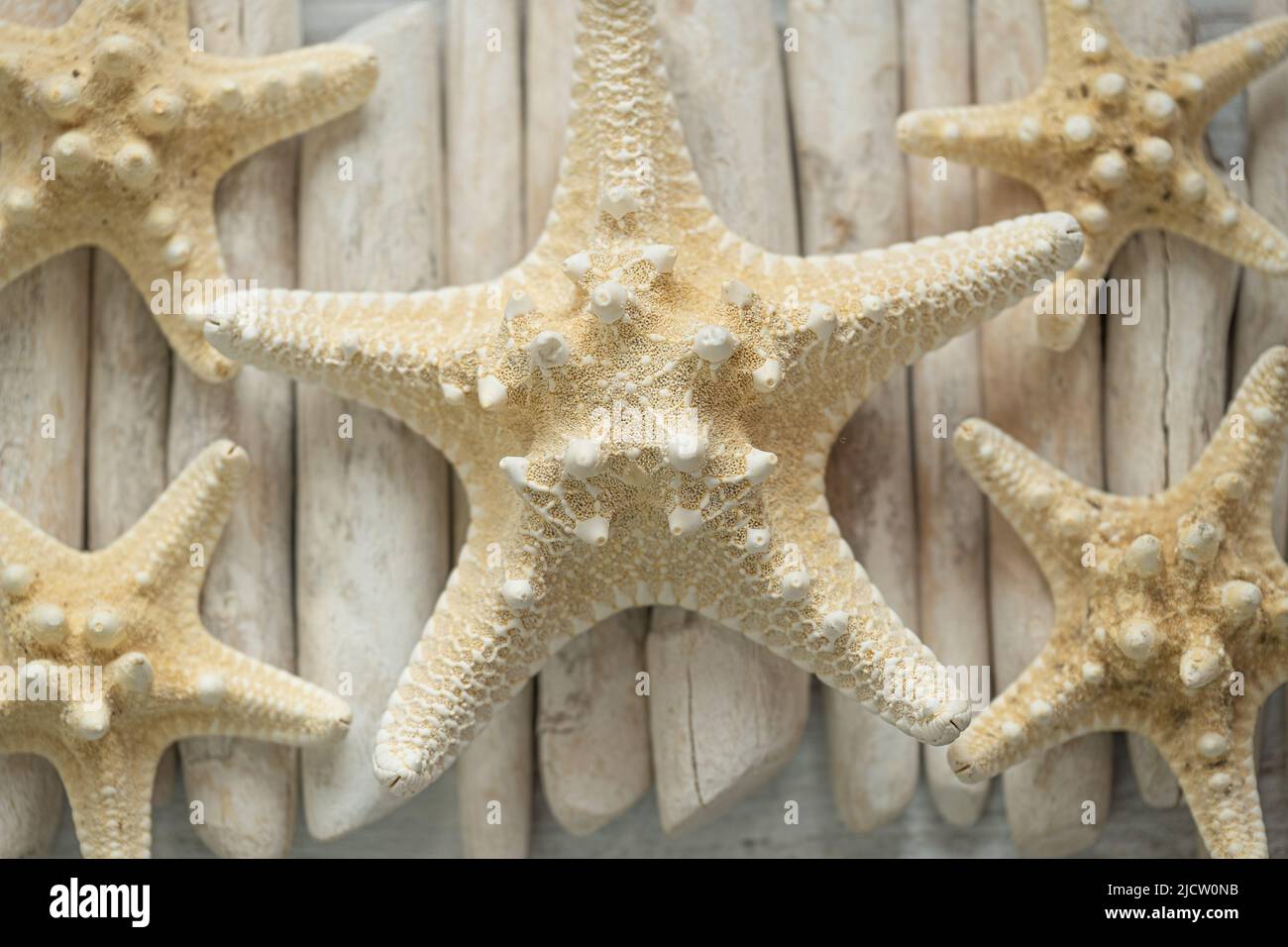 Carta da parati marina. Estate wallpaper.beige Starfish su bianco driftwood bastoni close-up.Texture di Starfish e driftwood Sticks.background in un marino Foto Stock