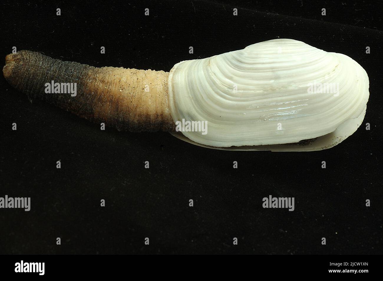 Geoduck, gooey duck, Panopea generosa, il Mercato del Pesce di Tsukiji,  Tokyo, Giappone Foto stock - Alamy