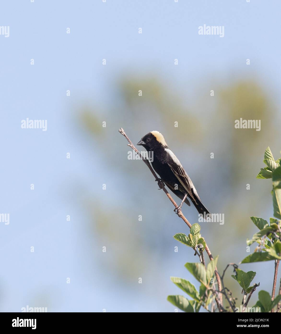 Un maschio adulto Bobolink arroccato in un albero frondoso in primavera Foto Stock