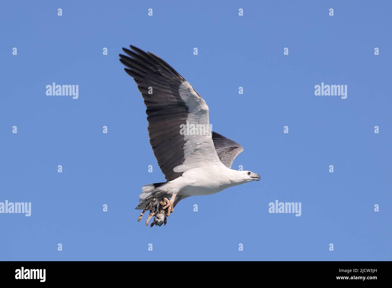 Aquila di mare con le bianche-belled con che cosa sembra essere un gatto domestico come prey Foto Stock