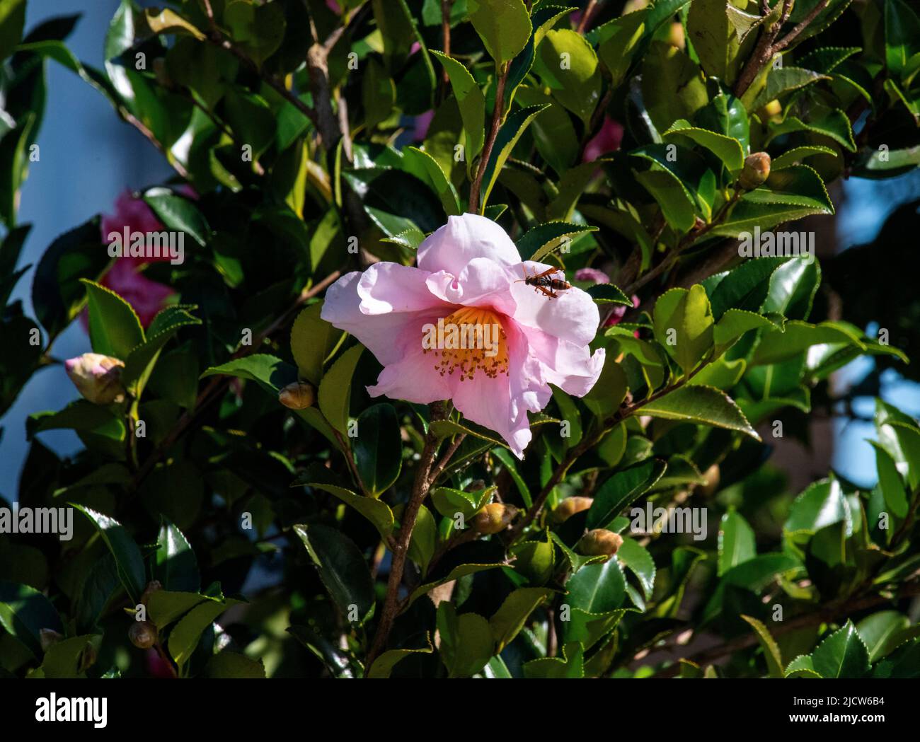 Un cornetto su un fiore Camellia X williamsii (Camillia ibrida) a Sydney, nuovo Galles del Sud, Australia (Foto di Tara Chand Malhotra) Foto Stock