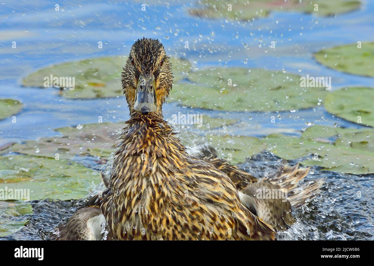 Una vista frontale di un'anatra femmina di mallardo (Anas platyrhynchos), bagnandosi con spruzzi d'acqua del bagno Foto Stock