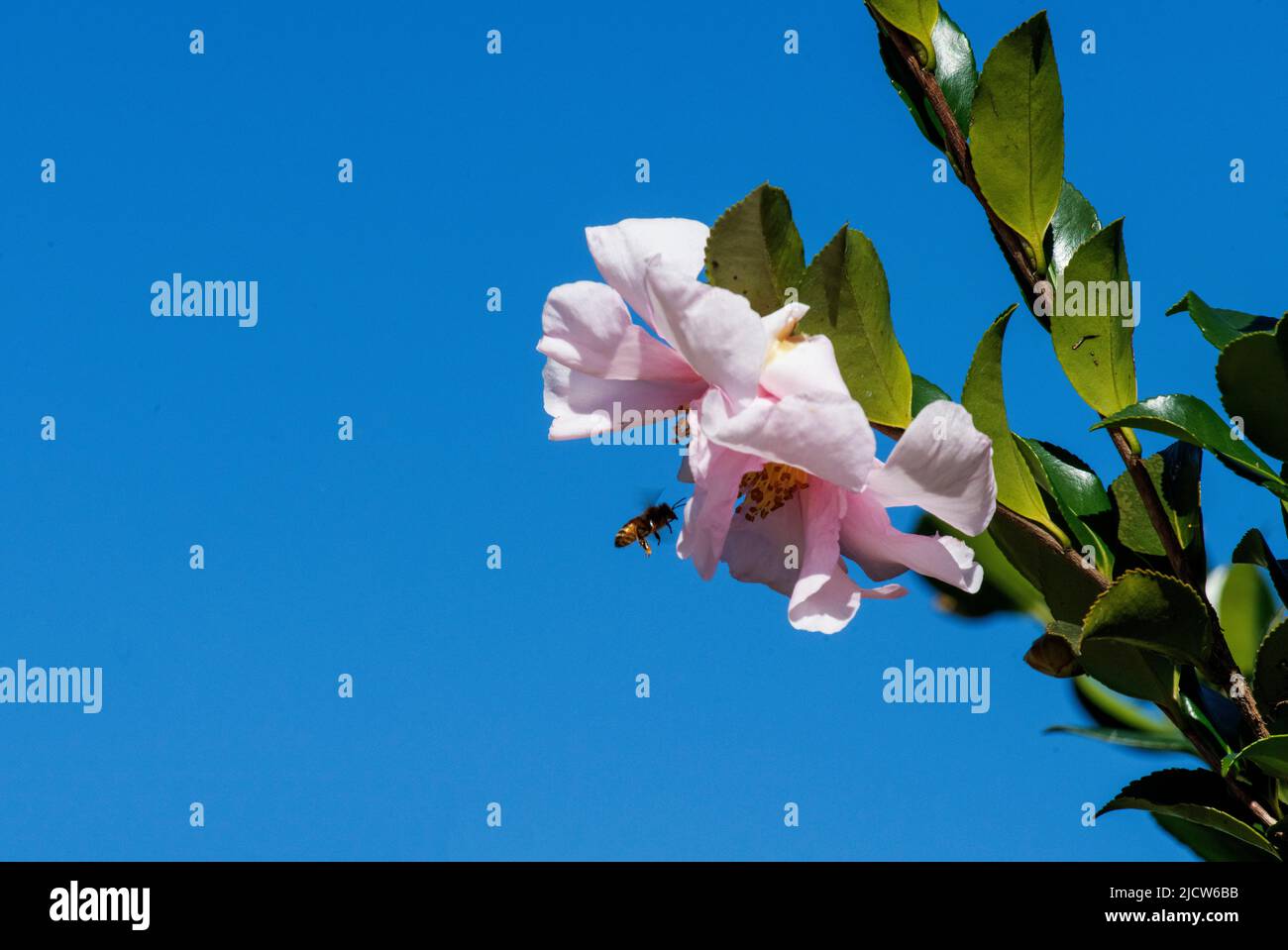 Un'ape su un fiore Camellia X williamsii (Camillia ibrida) a Sydney, nuovo Galles del Sud, Australia (Foto di Tara Chand Malhotra) Foto Stock