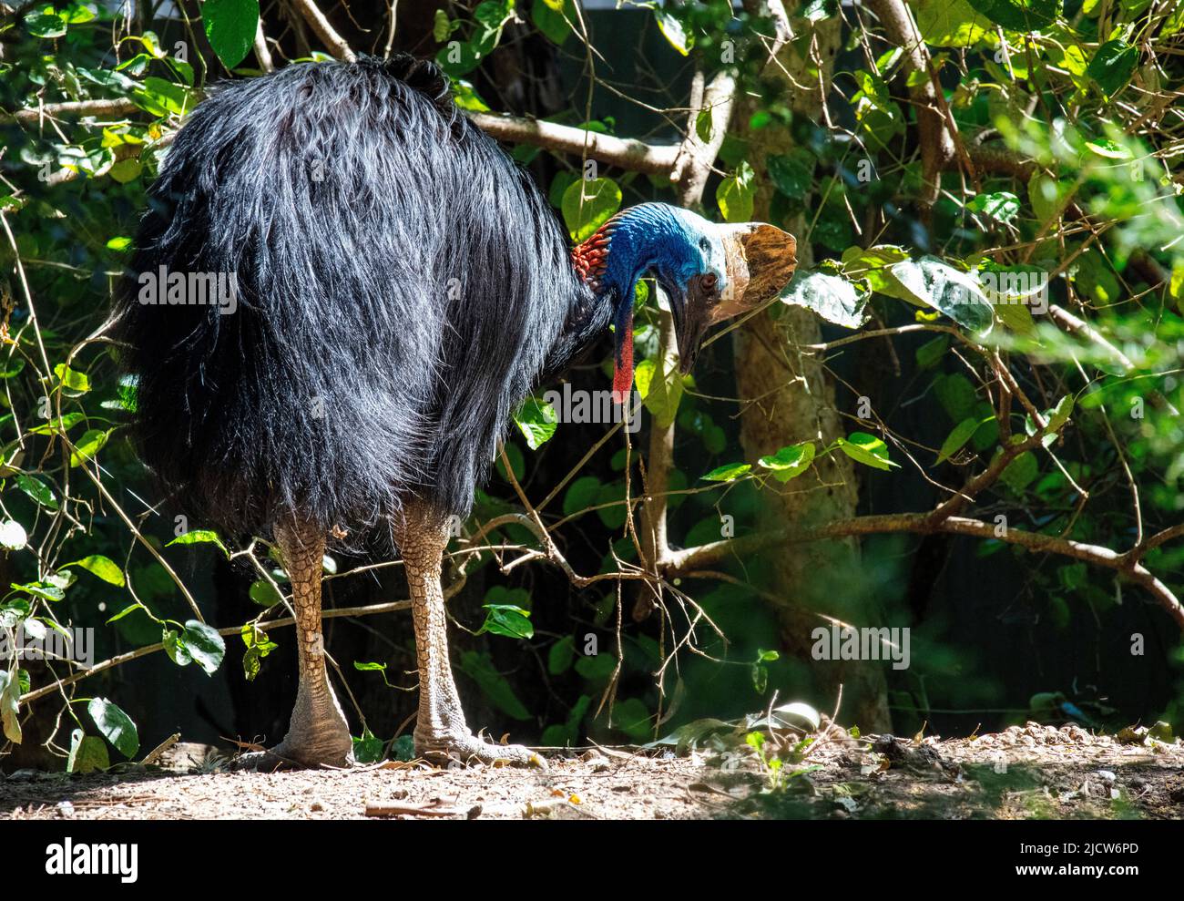 Un Cassowary meridionale (Casuarius casuarius) a Sydney, nuovo Galles del Sud, Australia (Foto di Tara Chand Malhotra) Foto Stock