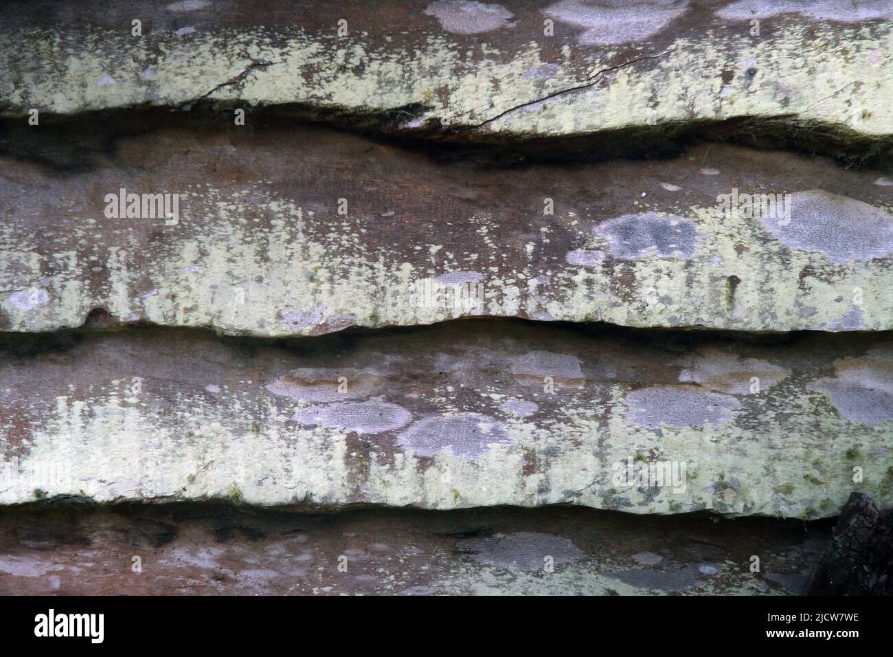 Storica capanna in legno della foresta pluviale di cedro con lichen, Possum Valley, vicino a Ravenshoe, queensland, Australia Foto Stock