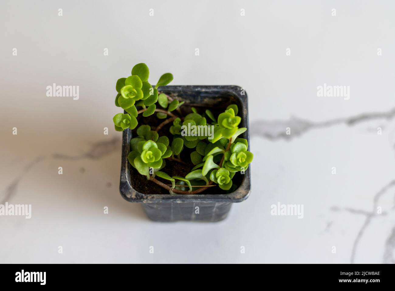 Soleirolia soleiroli bambino lacrime pianta in pentola piccola Foto Stock