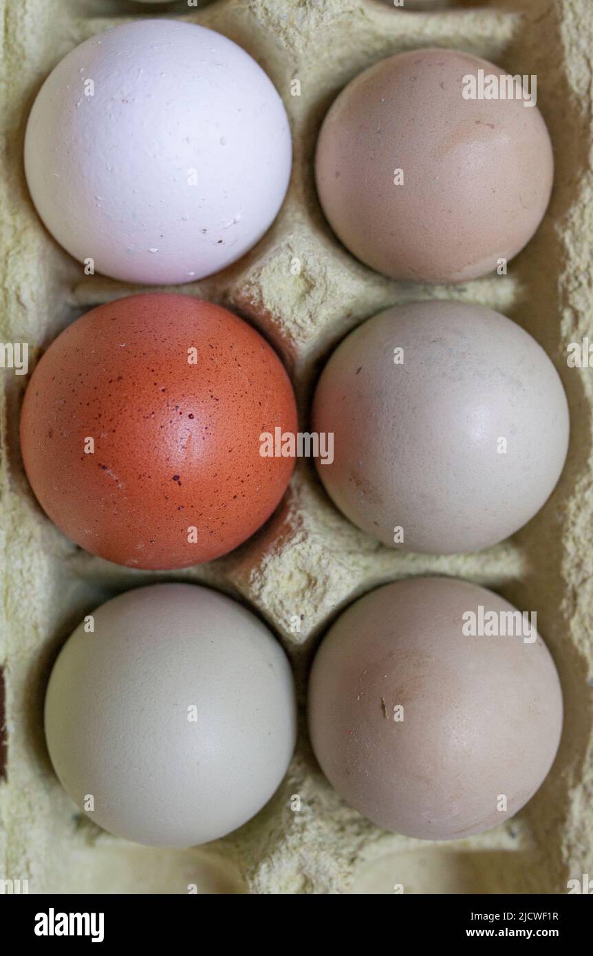 Araucana, uova marroni e bianche in confezione. Scatto in testa Foto Stock
