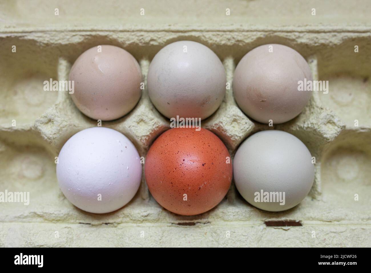 Araucana, uova marroni e bianche in confezione. Scatto in testa Foto Stock