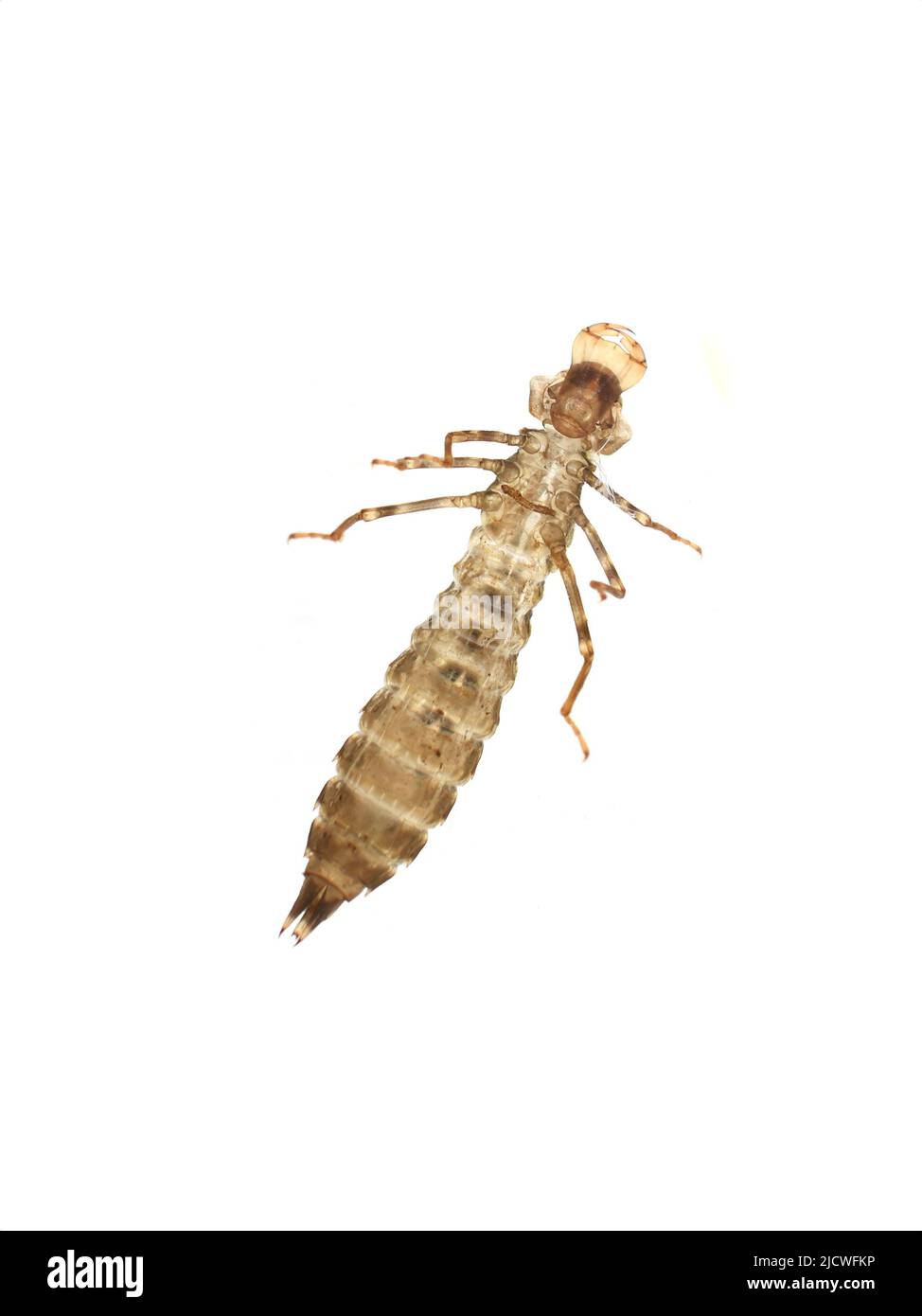La pelle vuota della ninfa del capannone di una libellula emersa sotto il lato isolato su sfondo bianco Foto Stock