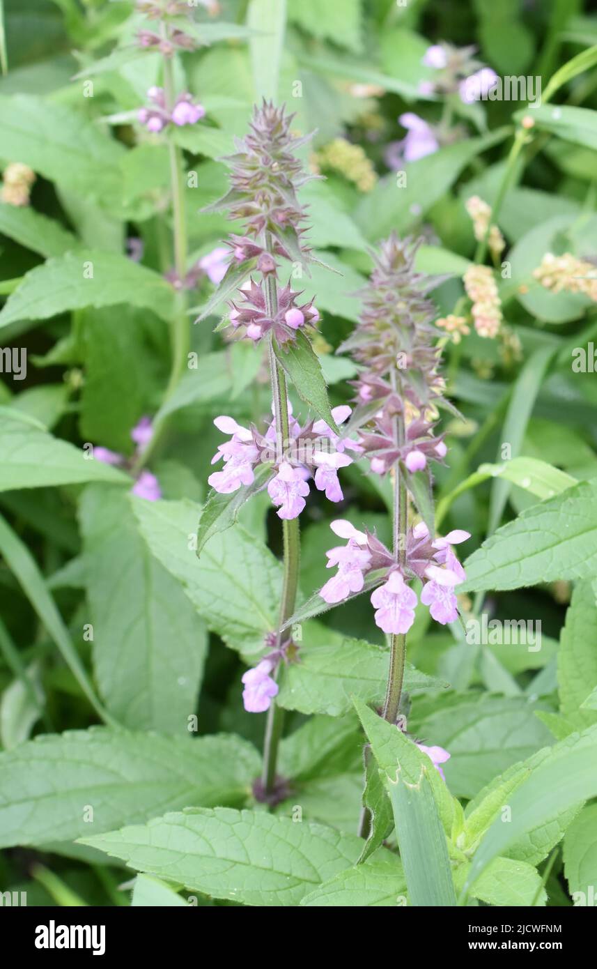 Marsh Woundwort Stachys palustris closeup su fiori rosa Foto Stock