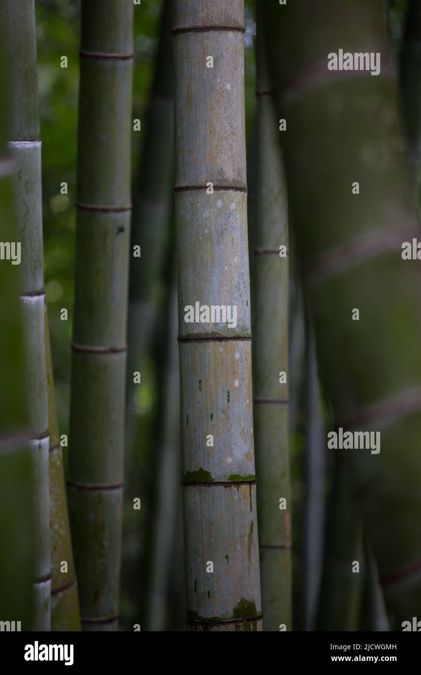 Gambo verde di bambù, macro in giardino botanico, Georgia. Foto verticale. Foto Stock