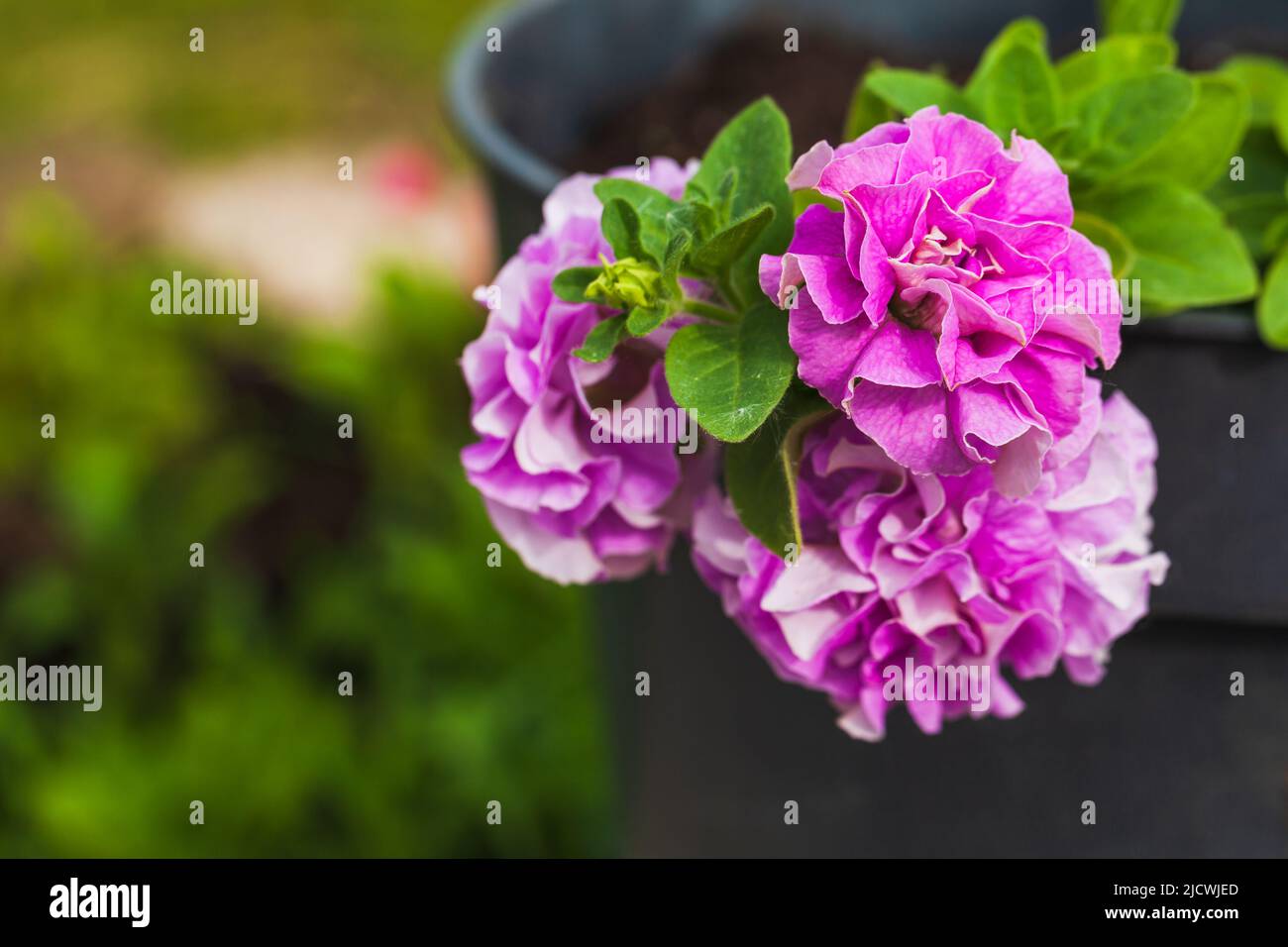 Petunia rosa in vaso fiori terry, primo piano foto all'aperto con messa a fuoco selettiva Foto Stock