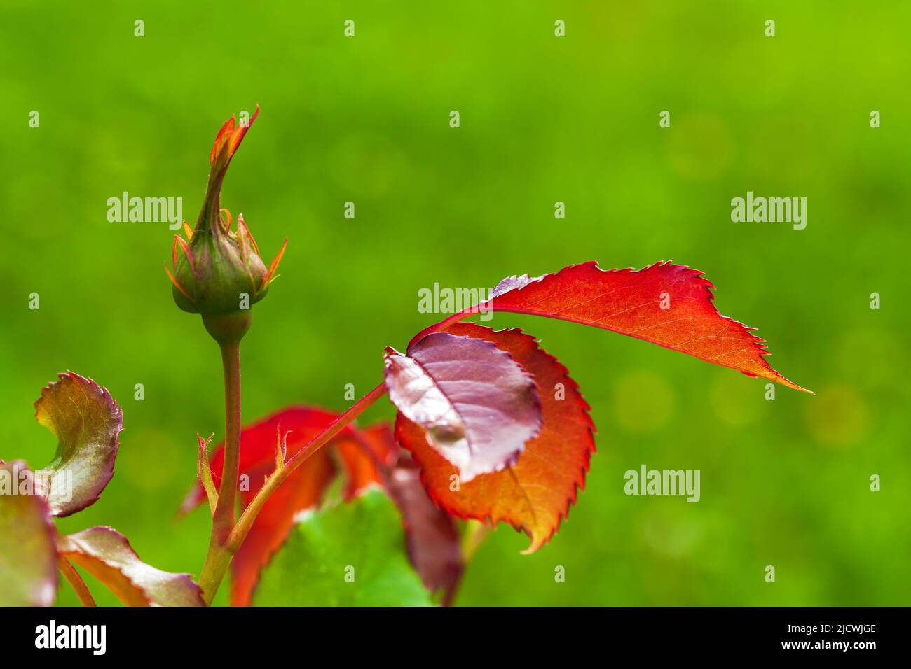 Germoglio rosso di rosa e foglie su sfondo verde sfocato giardino estivo. Foto primo piano con messa a fuoco selettiva Foto Stock