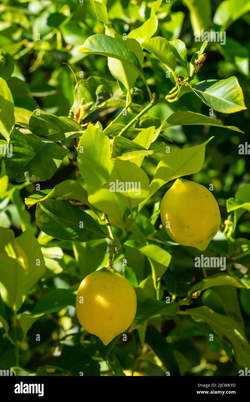 Limoni maturi appesi su un albero. Coltivare un limone. Limoni maturi su albero.. Messa a fuoco selettiva e primo piano. Foto Stock