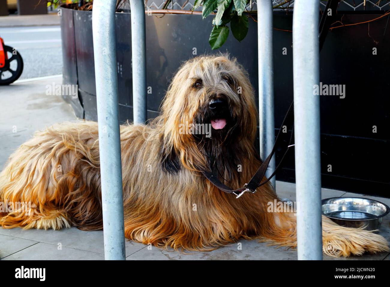 Molto peloso cane pastore di Briard Foto Stock