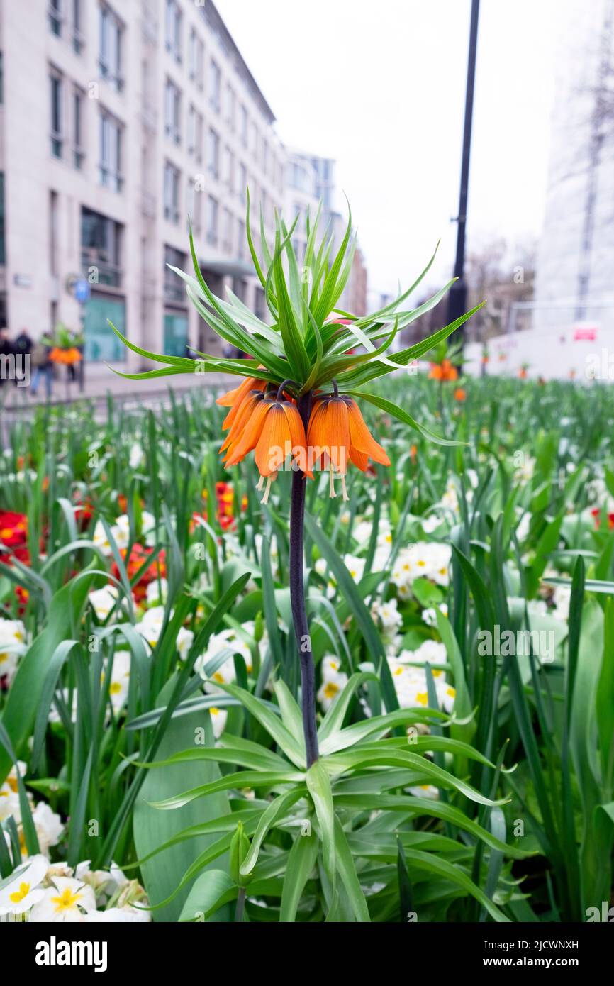Fritillaria Imperiale arancione Corona Imperiale Fritillario che cresce insieme al polianthus giallo bianco nel giardino urbano della città nel centro di Londra UK Foto Stock
