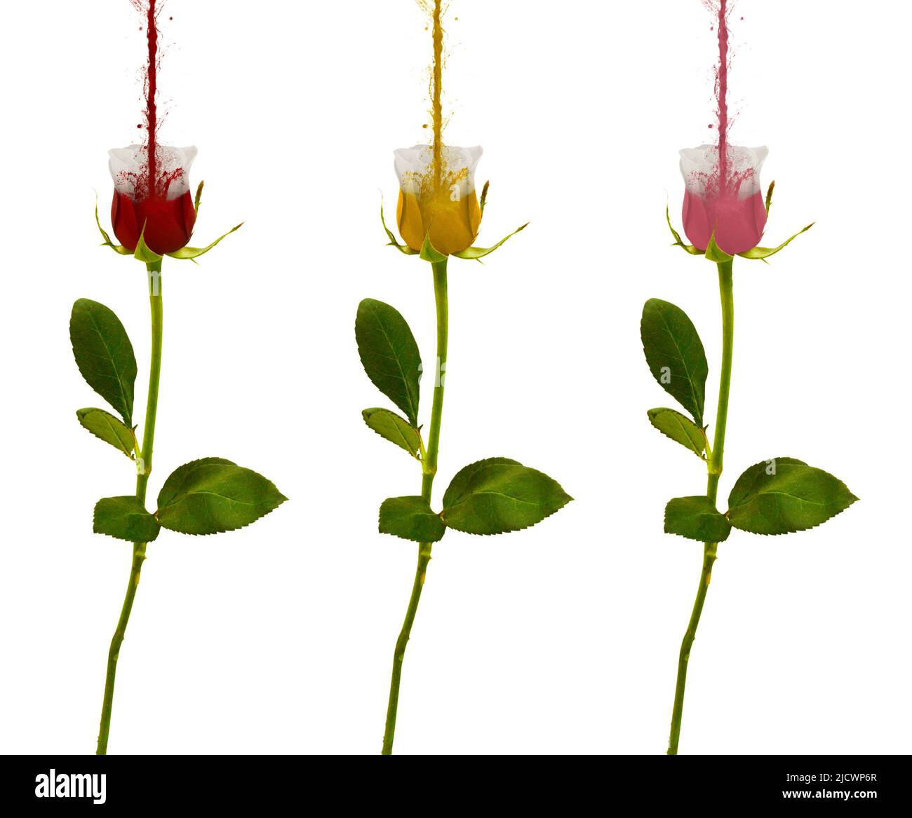 Rose colorate. Rosa di colori. Manipolazione delle foto. Colore rosa splash. Rosa rossa, gialla e rosa. Un fiore di rose. Isolato su bianco. Foto Stock