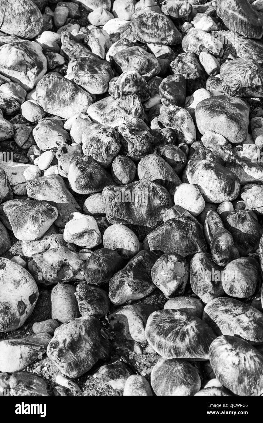 Rocce ricoperte di alghe su una spiaggia. Vista in bianco e nero Foto Stock