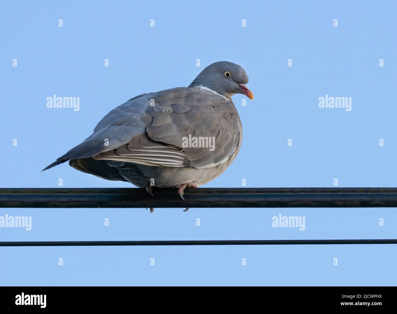 Un Woodpicceon comune (Columba Palumbus), noto anche come Pigeon di legno, arroccato su un cavo di alimentazione a Blackpool, Lancashire, Regno Unito Foto Stock
