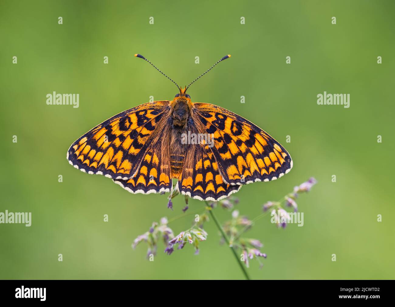 Butterfly, Knapweed Fritillary - Melitaea phoebe, close up photo Foto Stock