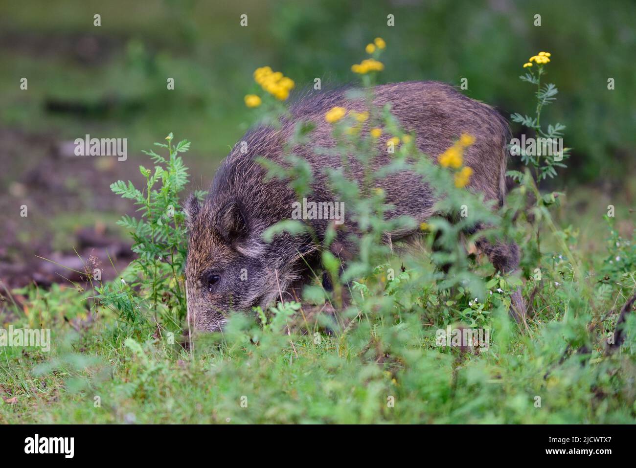Cinghiale giovani animali in cerca di cibo sul prato forestale, estate, bassa sassonia, (sus scrofa), germania Foto Stock