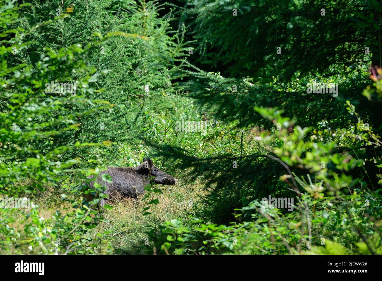 Cinghiale femmina in piedi nascosto nella foresta, estate, bassa sassonia, (sus scrofa), germania Foto Stock