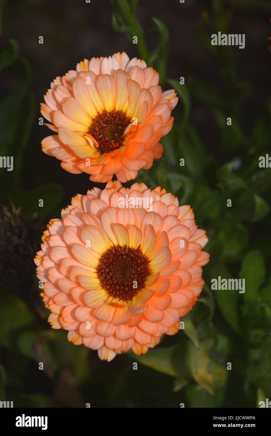 Due Pot rosa-giallo Marigold Calendula officinalis 'Pink Surprise' Fiore coltivato a RHS Garden Harlow Carr, Harrogate, Yorkshire, Inghilterra, Regno Unito. Foto Stock