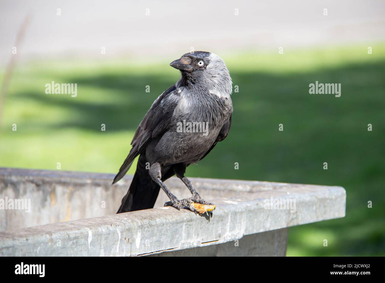 Un jackdaw siede sul contenitore di rifiuti di metallo e tiene qualcosa nelle zampe. Il jackdaw dell'uccello siede sul dumpster Foto Stock