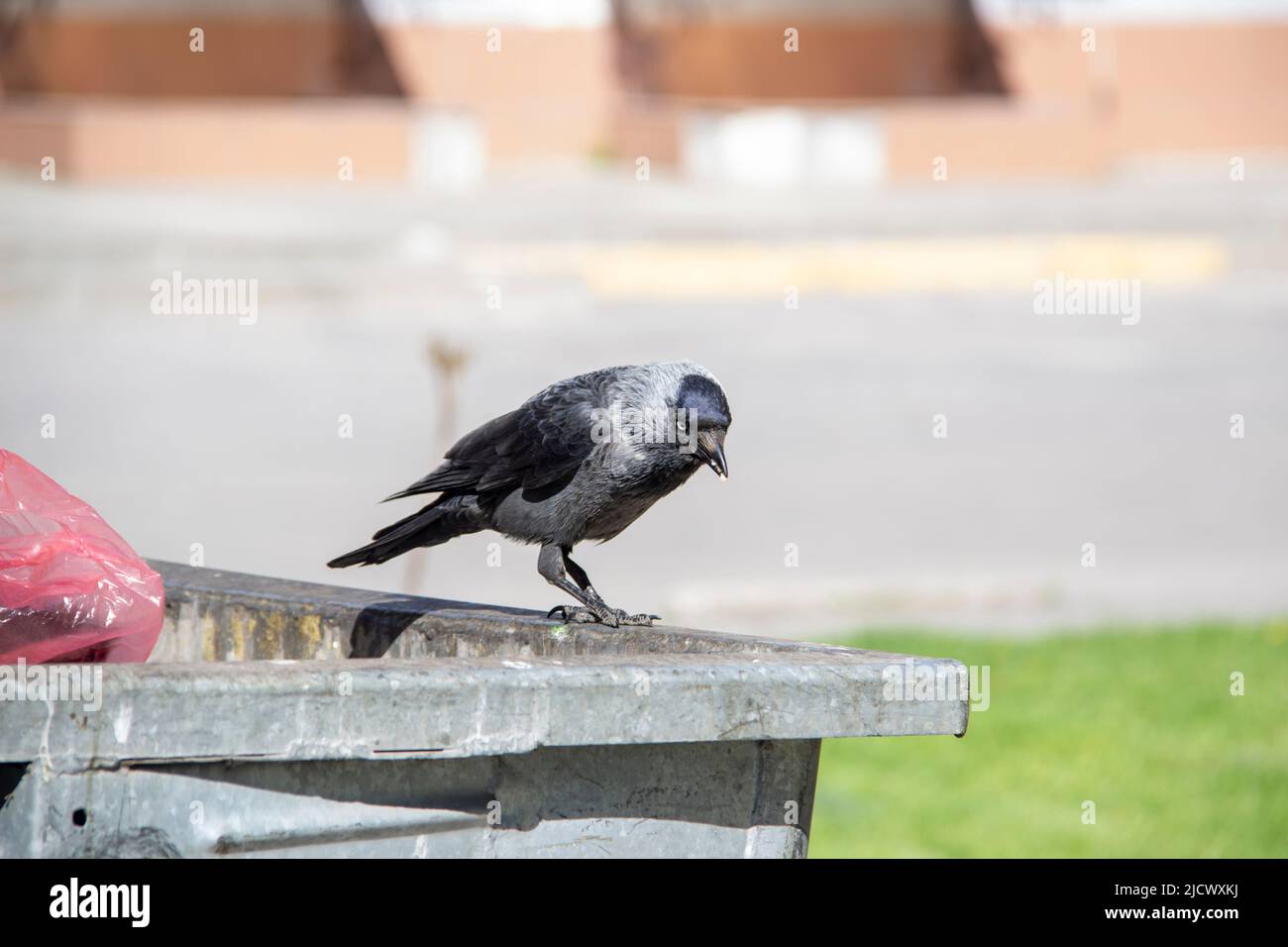 Un jackdaw siede sul contenitore di rifiuti di metallo e tiene qualcosa nelle zampe. Il jackdaw dell'uccello siede sul dumpster Foto Stock