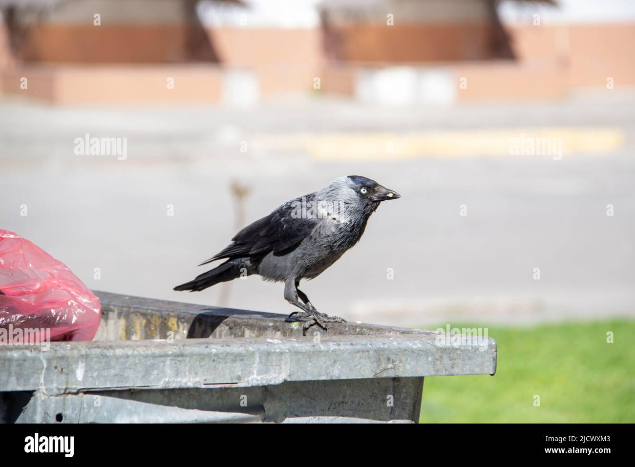 Un jackdaw siede sul contenitore di rifiuti di metallo e tiene qualcosa nelle zampe. Il jackdaw dell'uccello siede sul dumpster Foto Stock