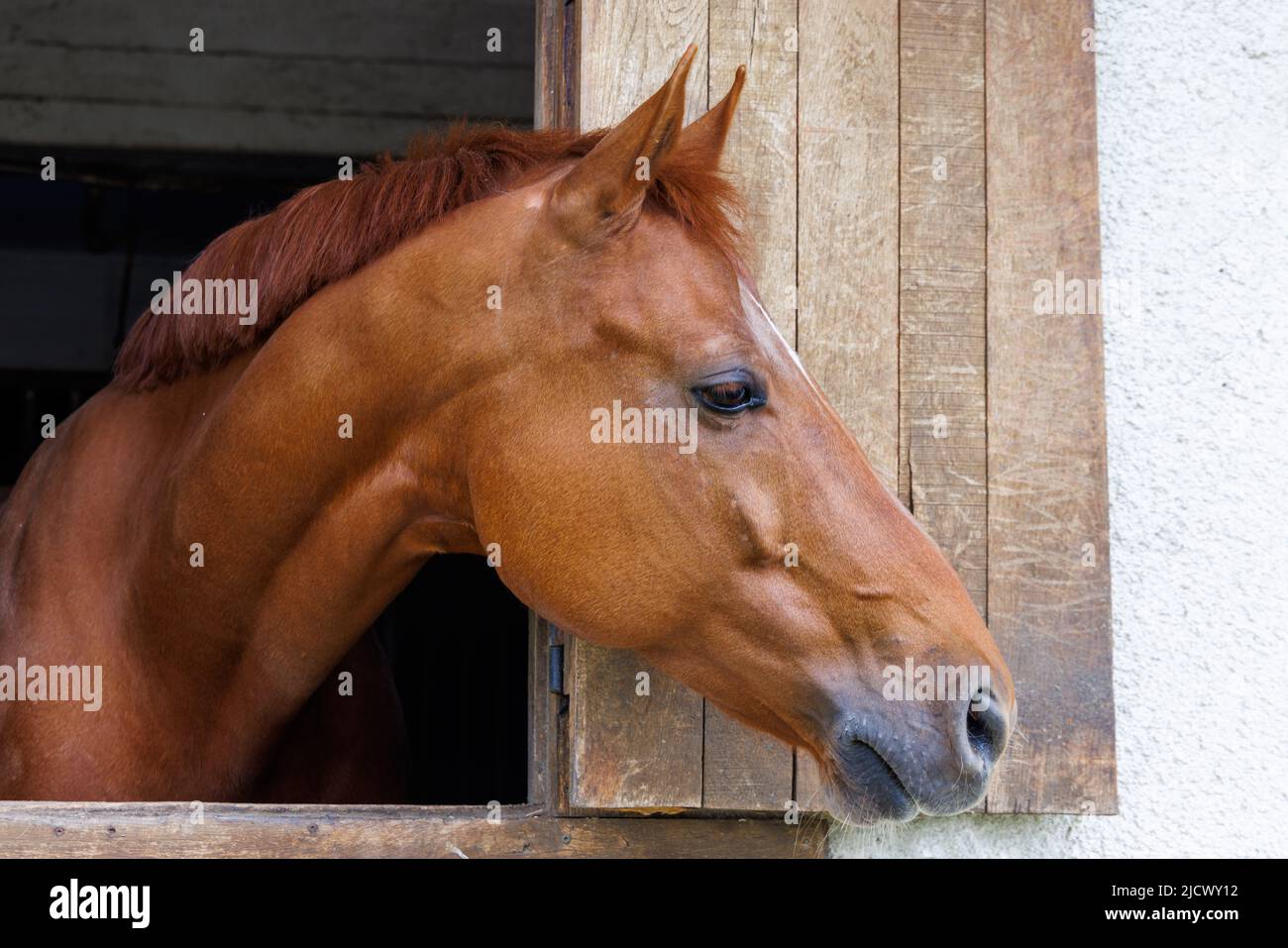 Un cavallo marrone brillante con una criniera corta e scura lucida fa fuoriuscire la testa dalla finestra e si erge in una stalla sportiva e professionale Foto Stock