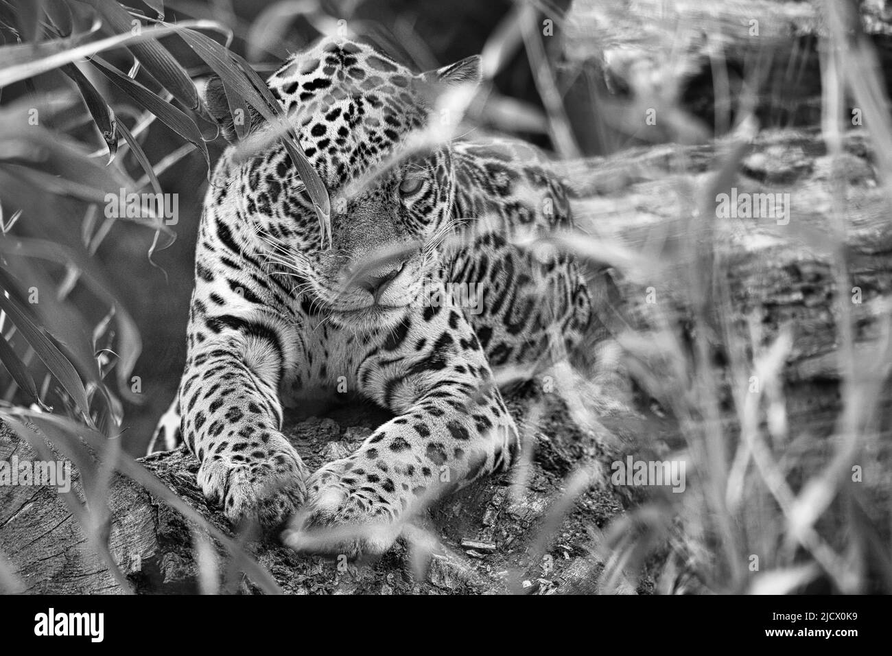 Jaguar in bianco e nero, sdraiato dietro l'erba. Pelliccia macchiata, mimetizzazione. Il gatto grande è un predatore. Guardare al visualizzatore. Foto animale di una caccia Foto Stock