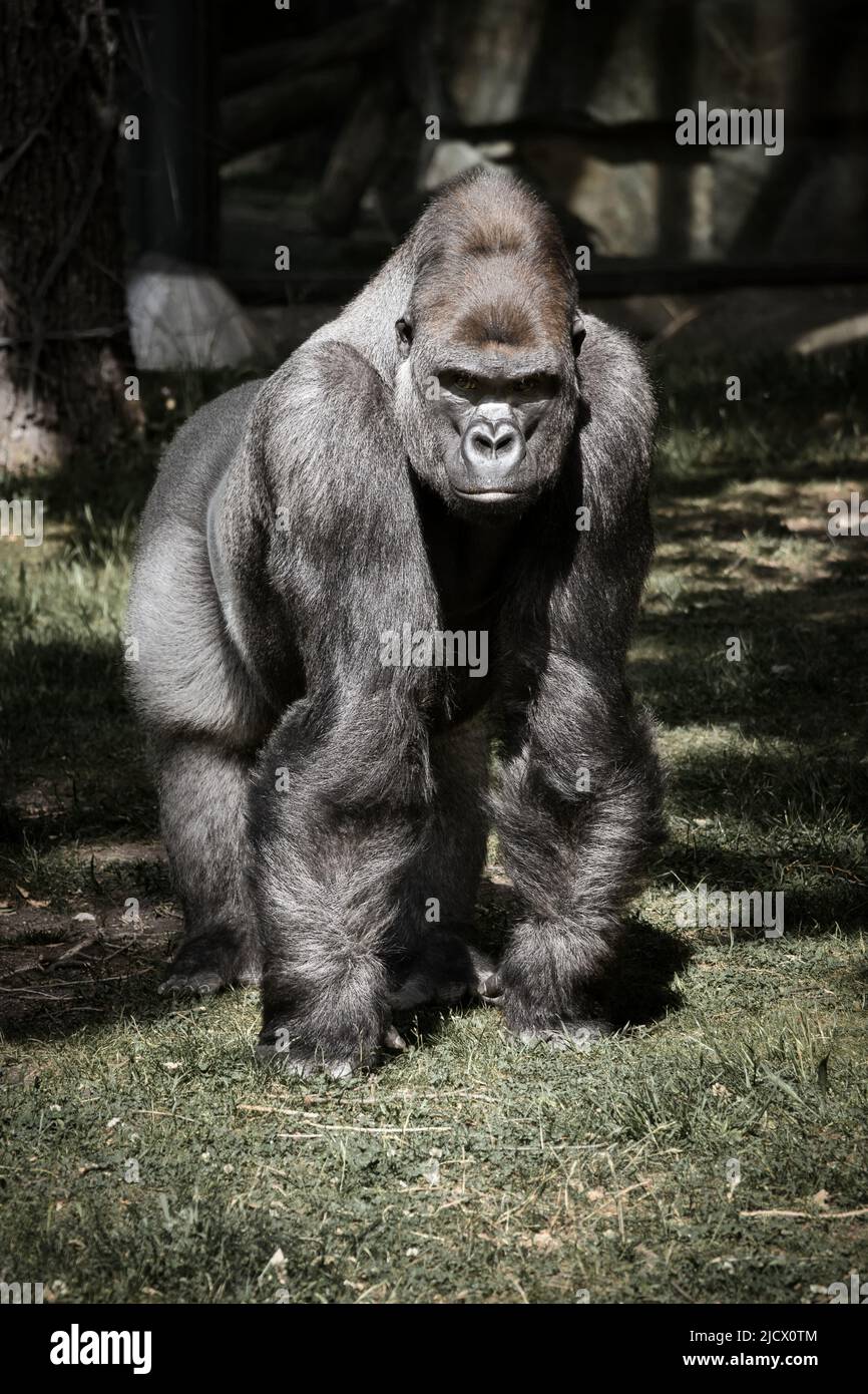 Gorilla, parte posteriore in argento. La grande scimmia erbivora è impressionante e forte. Specie in pericolo. Foto animali in natura Foto Stock