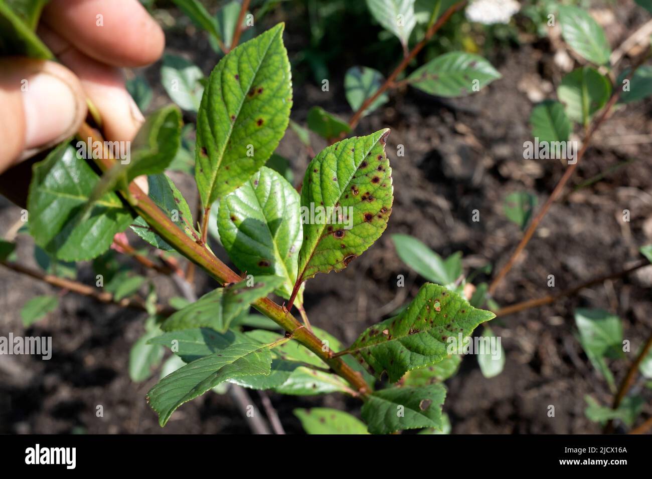 Sintomo di malattia fungina è buco spotting su foglie di ciliegia. Malattia di frutta di pietra raccolti di Clasterosporium Carpophilum Foto Stock