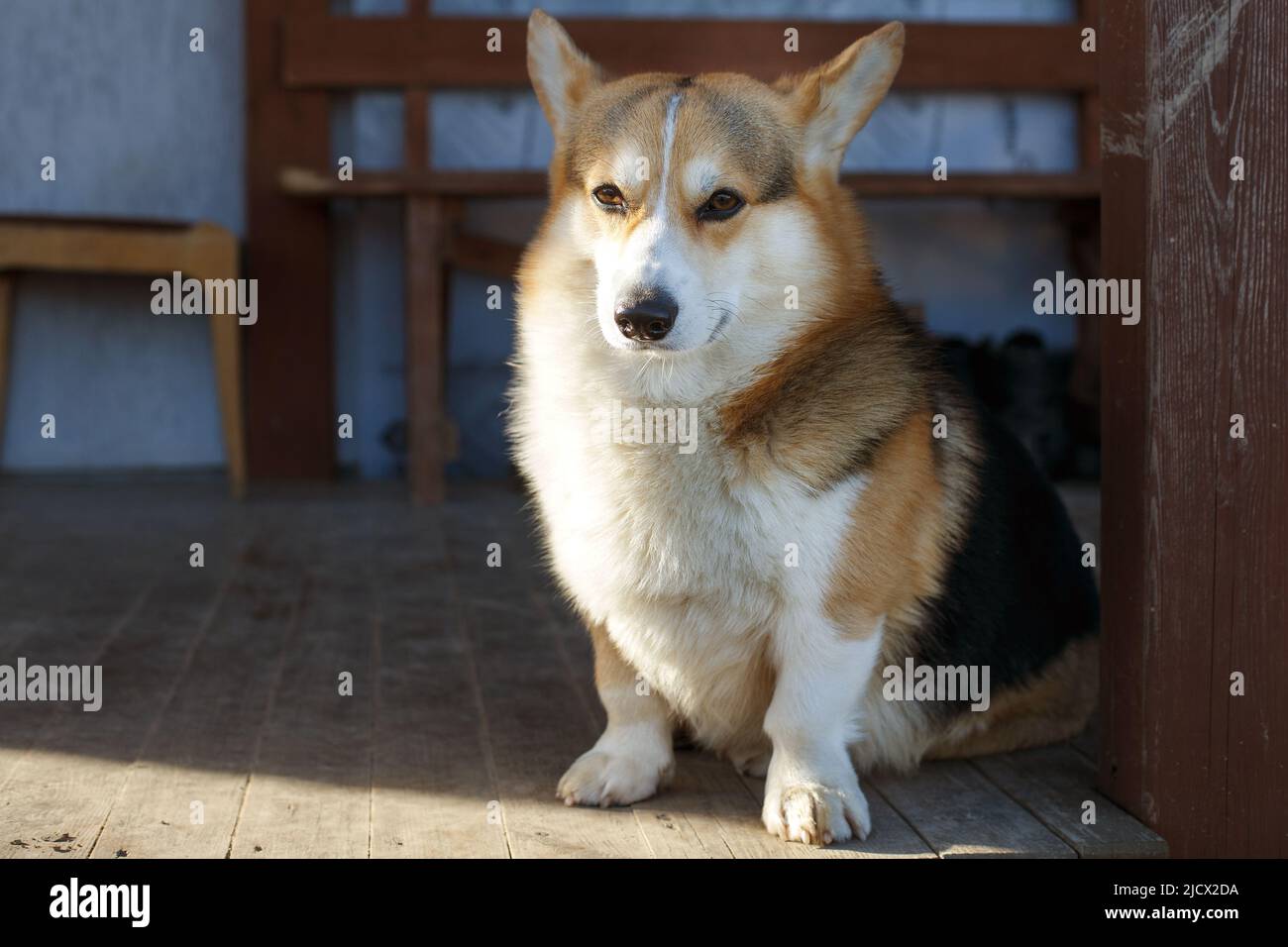 Il cane gallese Corgi pembroke si appoggia sulla veranda della sua casa. Foto Stock