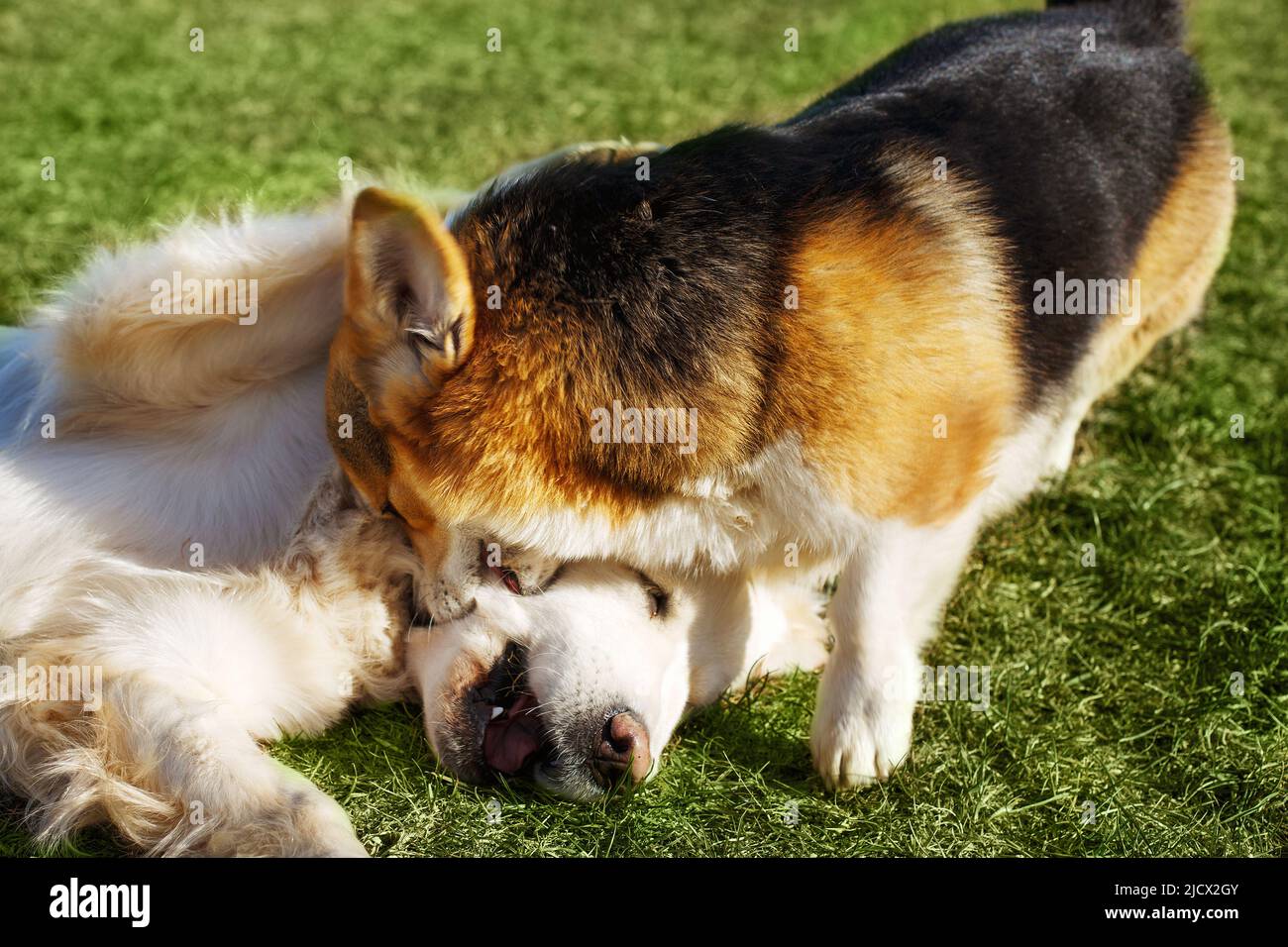 Welsh Corgi Pembroke e Golden Retriever giocano in giardino su erba verde. Dods divertirsi Foto Stock