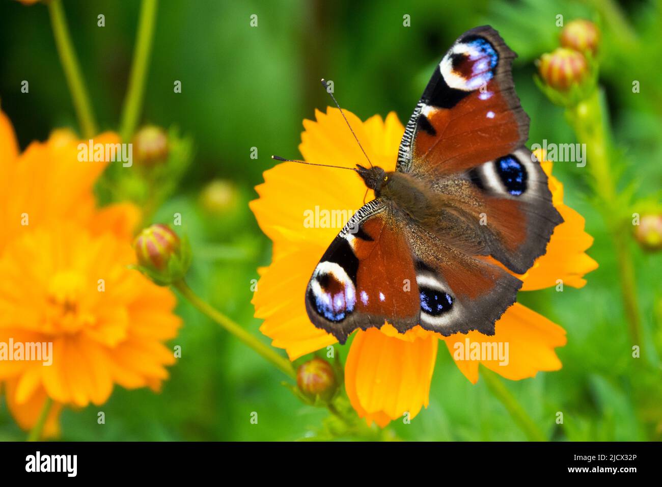 Farfalla Peacock, Aglais io, Inachis io, farfalla on, fiore, Fiore di COSMOS sulfureo 'arancione cosmico', farfalla Foto Stock