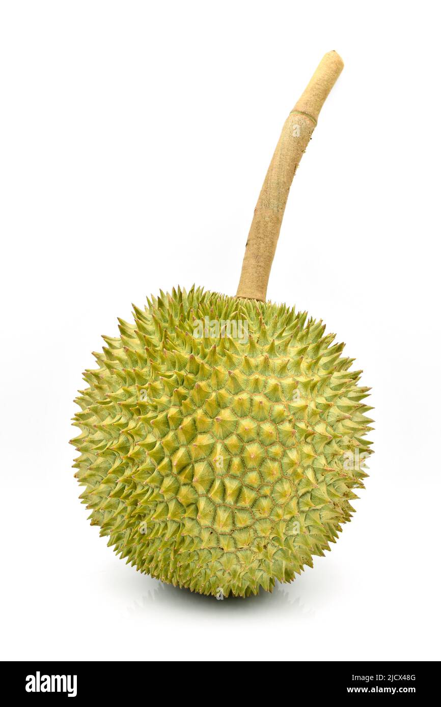Durian il re dei frutti su sfondo bianco. Foto Stock