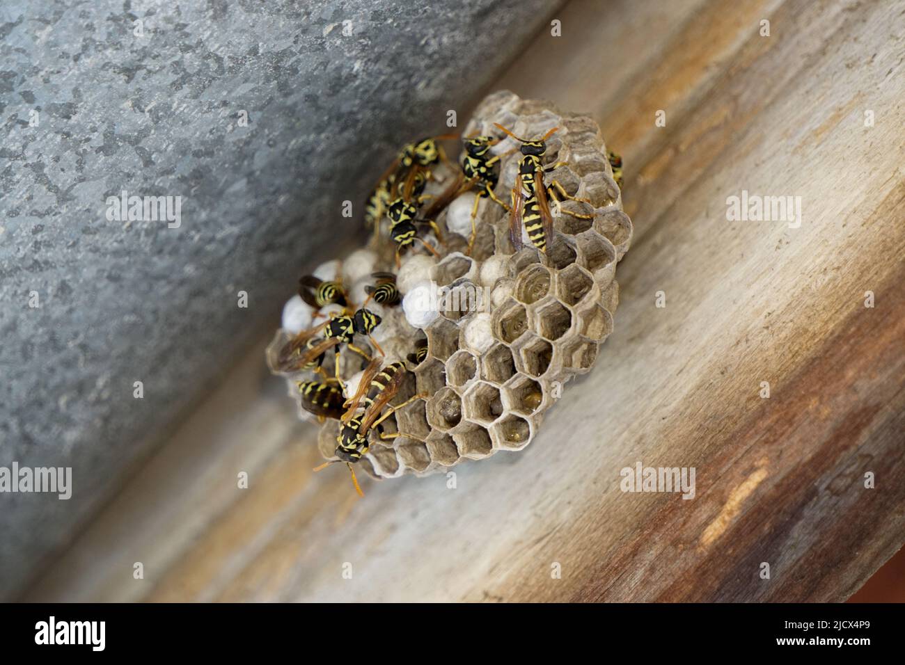 WASP hive in casa camino in primo piano vista Foto Stock