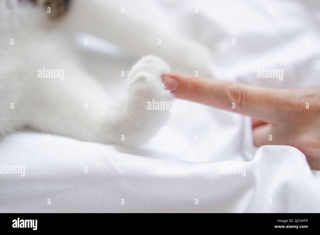 Zampa di gatto a strisce bianche e mano umana su sfondo bianco del letto al mattino. Amicizia di una donna con un animale domestico, cura degli animali. Foto Stock