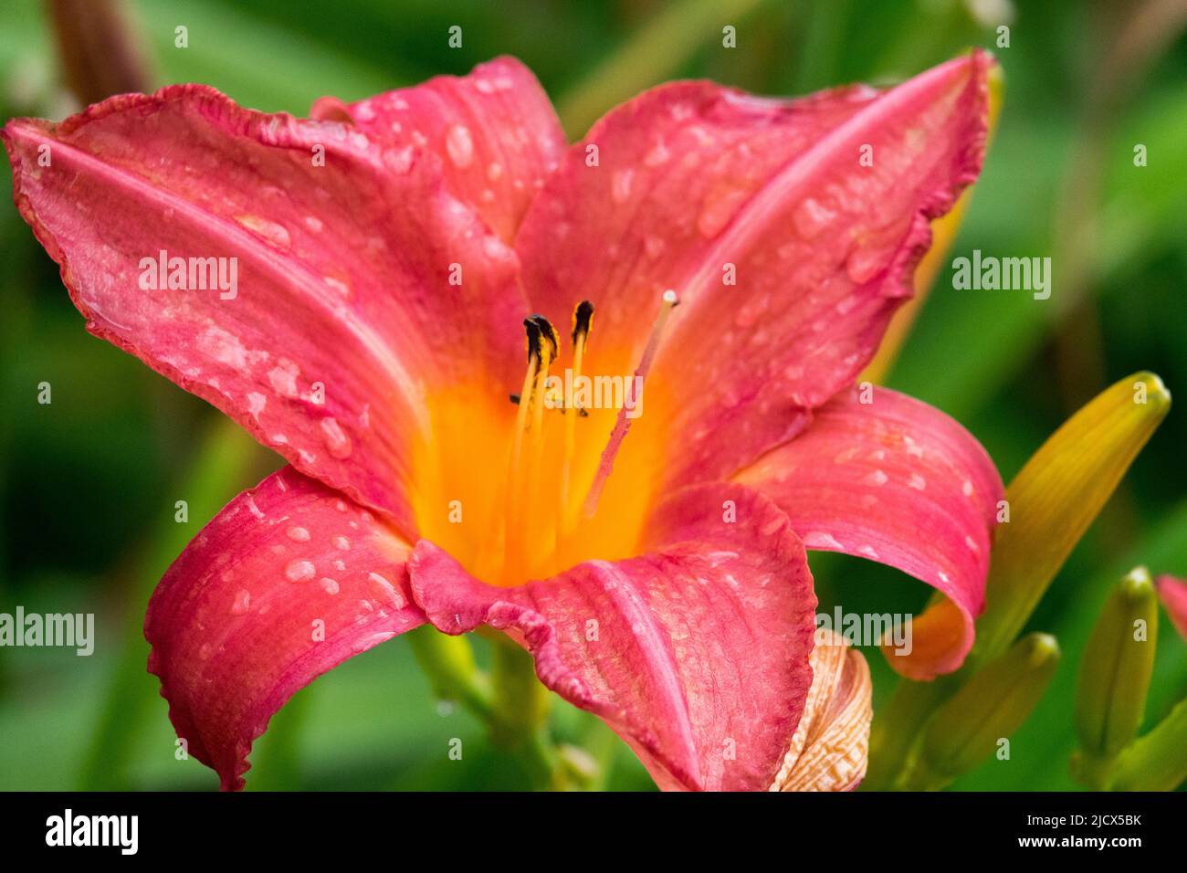Rosso, Giglio, Fiore, Hemerocallis 'GIFF of Love', Hemerocallis di giorno, bello, fiore di giorno, Bloom, Hemerocallis fiore singolo Foto Stock